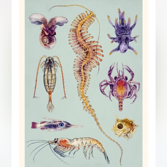 NEW Oceanarium Postcards by Teagan White and Loveday Trinick - Multicolor RARE - Picture 5 of 9